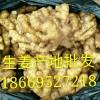 生姜批发18669527218