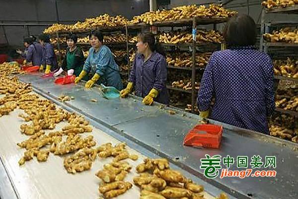 出口姜价或将上涨 ()