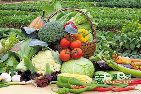 合肥周谷堆市场菜价持续走低 ()