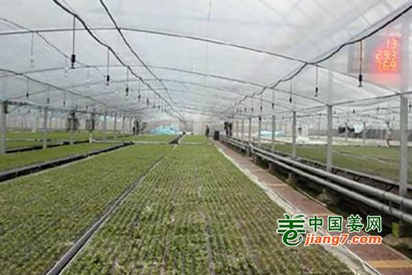 科技让常德蔬菜走向国际 ()