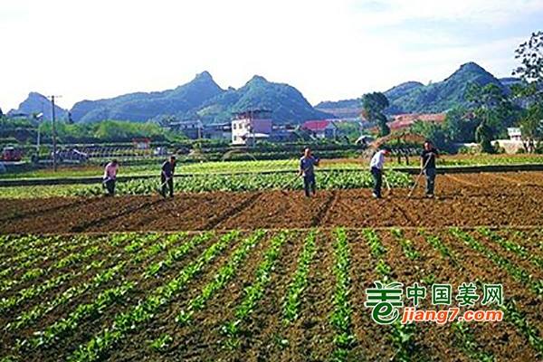 湖北：建设高效示范菜园带动增产增收 ()