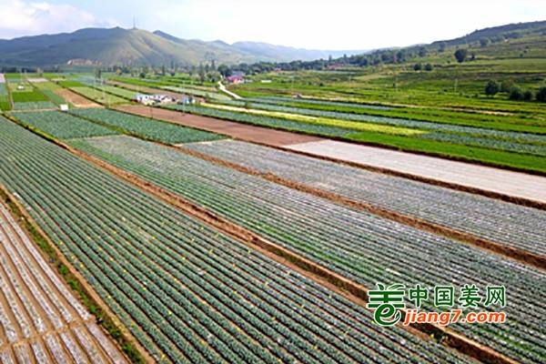 张家口蔬菜基地助力扶贫攻坚 ()