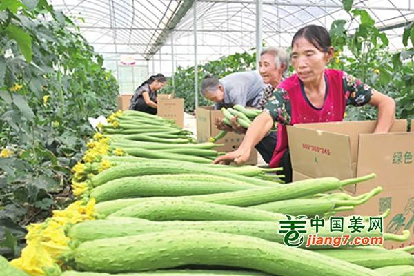 长春蔬菜价格进入季节性下行通道 ()