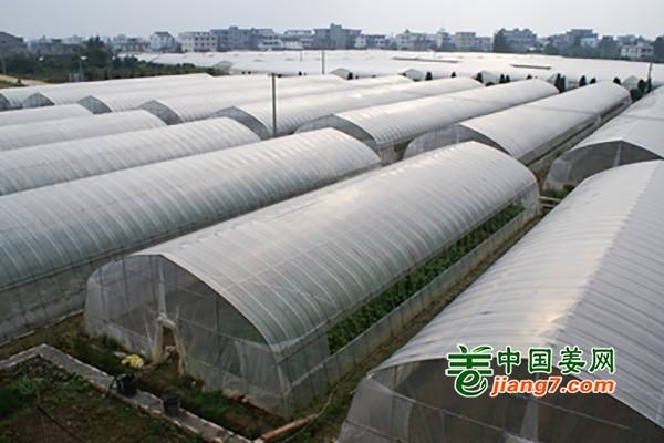 寿光“超级大棚”助力打造高端蔬菜品牌 ()
