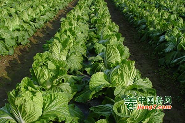 菏泽菜价全面走低 ()