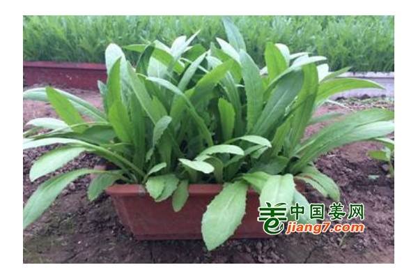 台州“活体蔬菜”受欢迎 ()