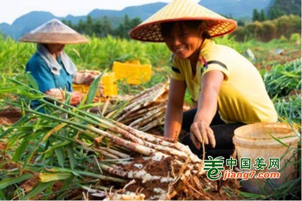 湖南江永：香姜丰收上市 ()