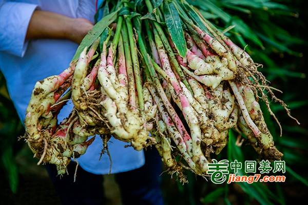 安徽铜陵：白姜喜获丰收 ()