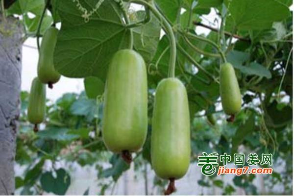 海南：即将举办2019-2020年度瓜菜新品种展示试验 ()