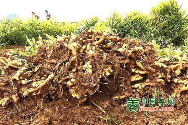 文山丘北：生姜种植拓宽增收致富路 ()