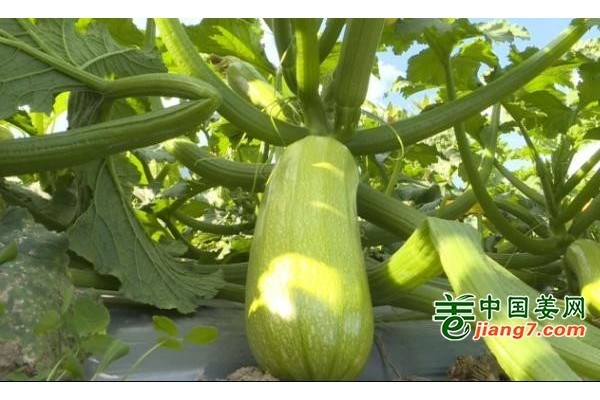 云南昌宁：冬春蔬菜丰收助农增收 ()