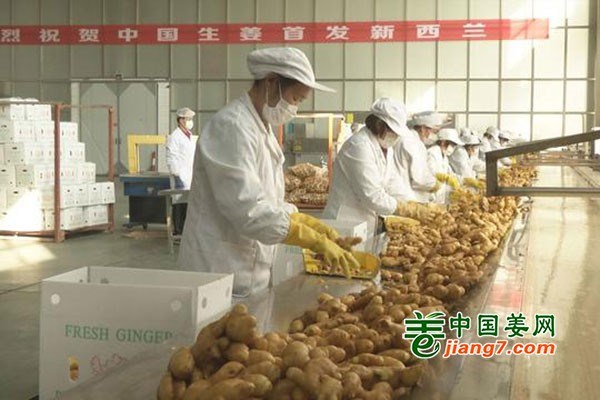 振奋人心！我国生姜首出口新西兰 ()