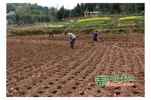 内江东兴区：永福生姜即将开种！ ()