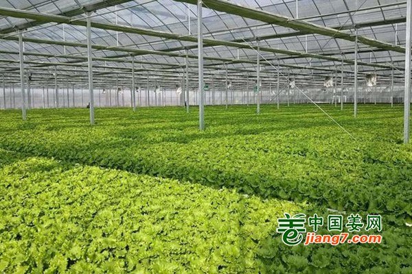 宿迁：打造“移动蔬菜”新名片 ()