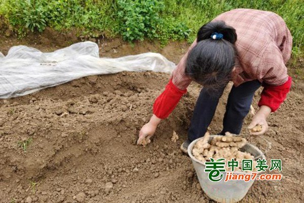 湖南泸溪：生姜种植助农脱贫增收 ()