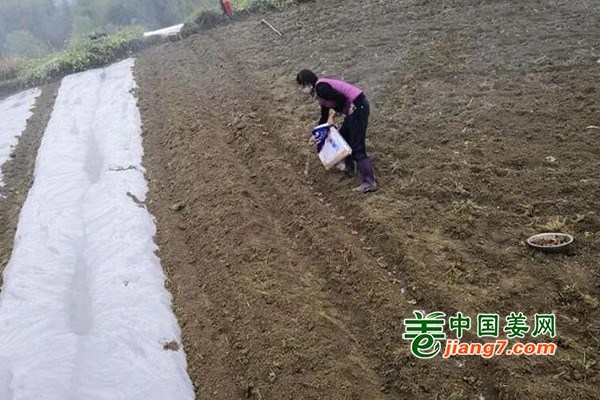 贵州都江镇：生姜产业引领农户增收致富 ()