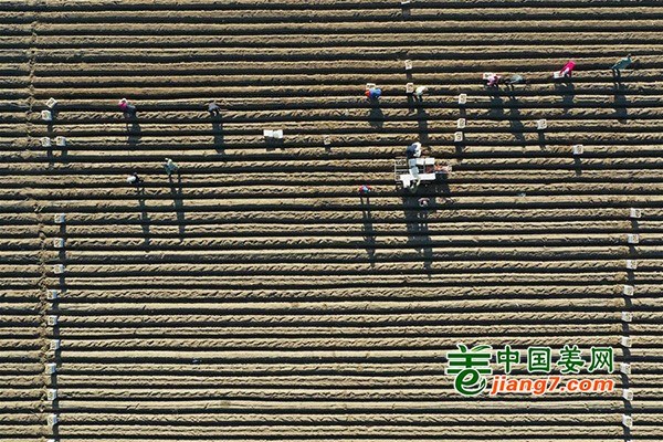 唐山：生姜种植火热进行中 ()