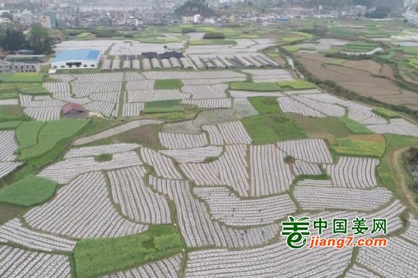 贵州松桃：移栽蔬菜覆膜忙 ()