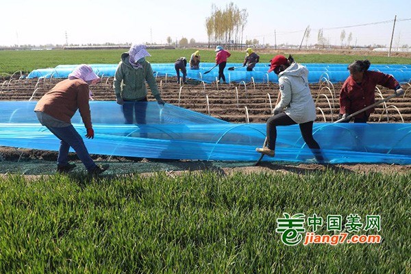 唐山丰润：新姜种植火热进行中 ()