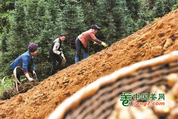 湖南蓝山：生姜种植带动农户增收脱贫 ()