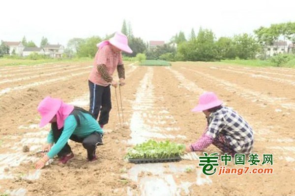 常德汉寿县：流转土地建基地 蔬菜产业助增收 ()