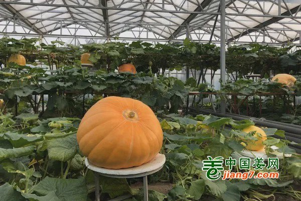 寿光“菜博会”开展啦 ()