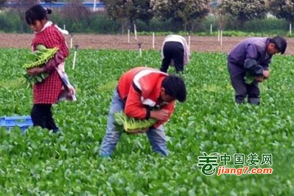 河南驻马店：供港澳蔬菜采摘忙 ()