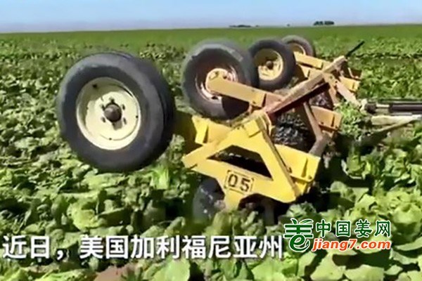 疫情下 美国菜农销毁蔬菜 ()