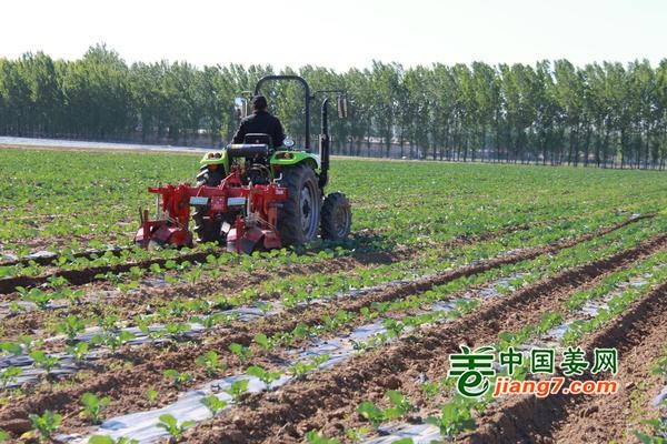 北京平谷区：抢农时 种蔬菜 ()
