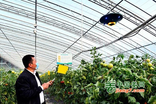 AI技术引领蔬菜大棚发展新思路 ()