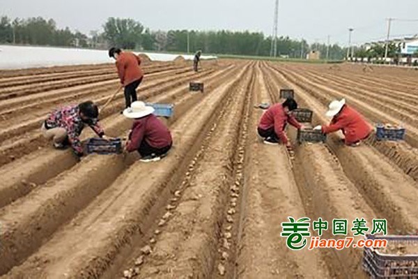 河南：土地流转种生姜 农户脱贫致富忙 ()