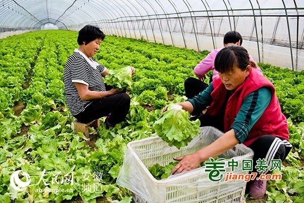 安徽萧县：特色蔬菜产业助力农户脱贫增收 ()