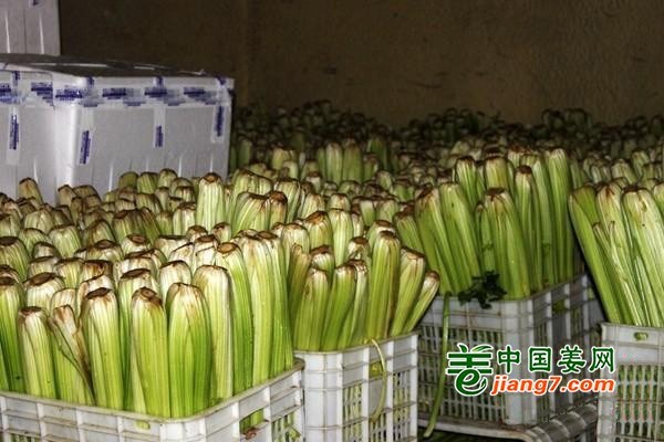 蔬菜产业支撑、推进乡村振兴 ()