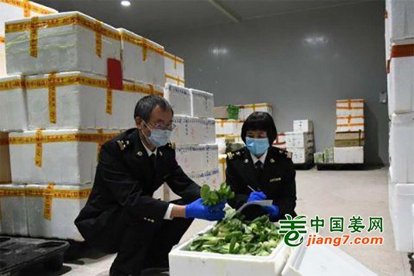 增城蔬菜基地疫情期间保供不断档 ()