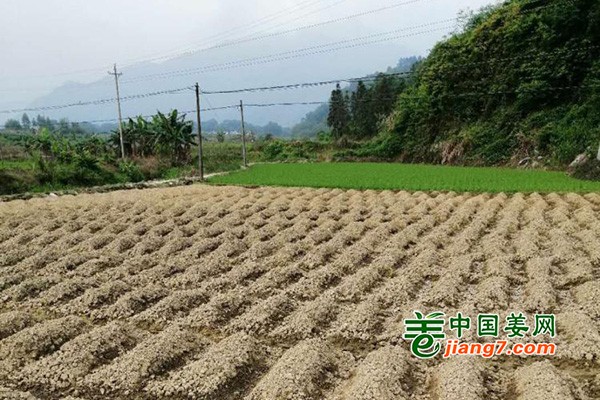 广东韶关：村民的生姜致富经 ()