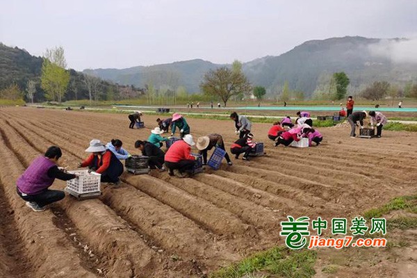 甘肃柳林镇：生姜产业助力脱贫攻坚 ()