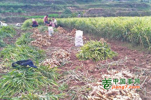 贵州：凯里生姜美名扬 ()