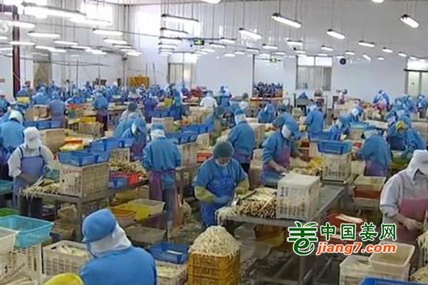 疫情期间 山东蔬菜出口逆风上涨 ()