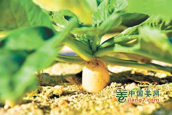 神奇!海滩上长出蔬菜 ()