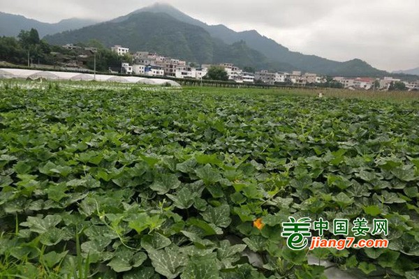 贵州铜仁碧江区蔬菜丰收啦 ()