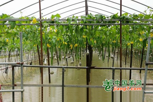 浙江：多举措保证汛期蔬菜平稳供应 ()