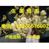 山东生姜批发价格产地批发价格行情