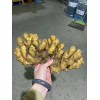 大黄姜，小黄姜，二黄姜产地直销