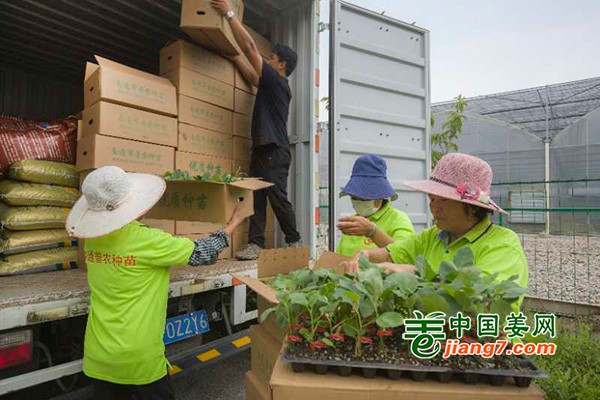 江苏海门：加紧蔬菜育秧 助力蔬菜生产 ()