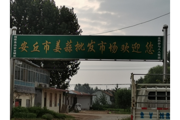 生姜走访调研—安丘、青州市场 ()