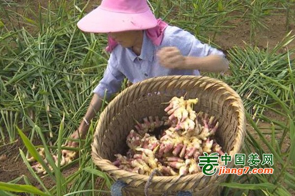 生姜：开启农户增收致富路 ()