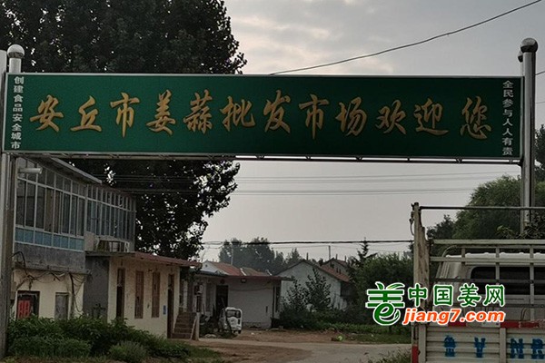 2020年山东潍坊安丘、昌邑大姜产区调研报告 ()