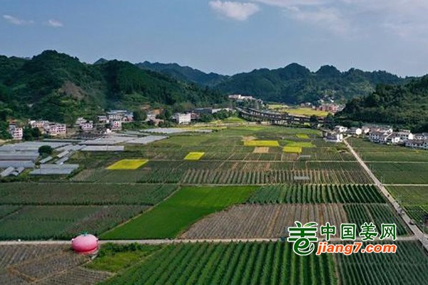 贵州：“菜篮子“鼓起村民“钱袋子” ()