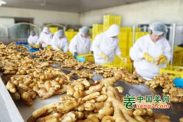 生姜海外销售迎旺季 价格或再攀高 ()