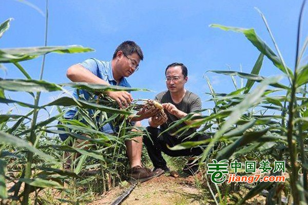 山东荣成：生姜 带给小镇致富的希望 ()